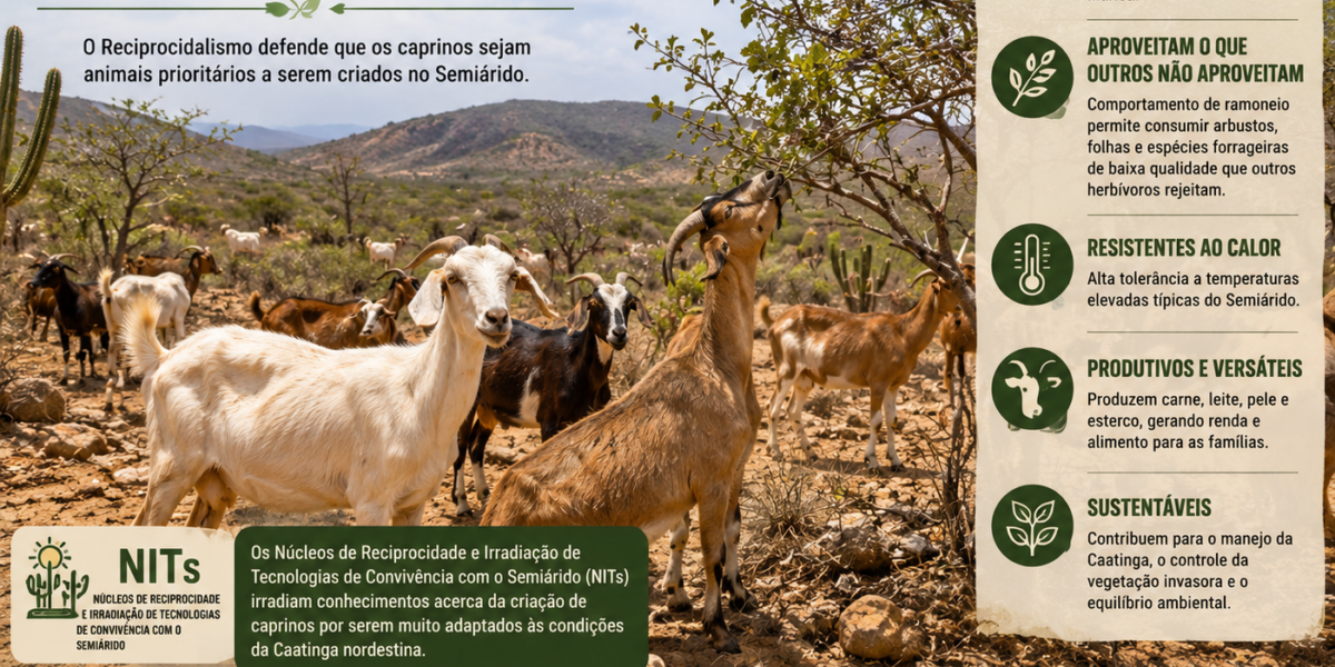 Caprinos – Animal das Terras Secas