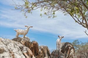 Recaatingamento – Restauração de Terras Secas e Resiliência Climática