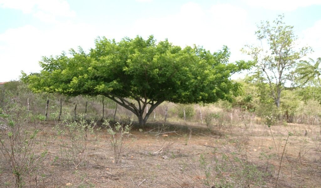 UMBU-CAJÁ – Cofre Biológico do Semiárido